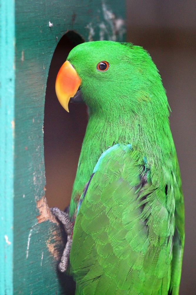 羽村市動物公園のインコたち(オオハナインコ ♂)