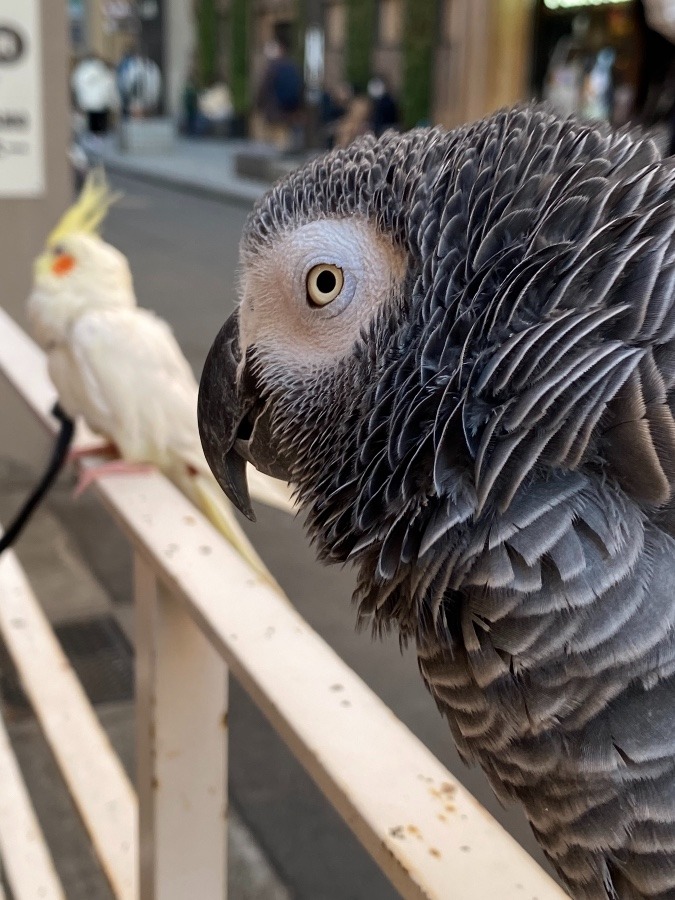 ドトールのテラスにて