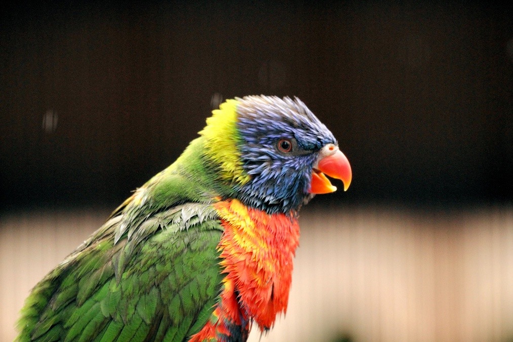 キャンベルタウン野鳥の森のインコたち(ゴシキセイガイインコ)