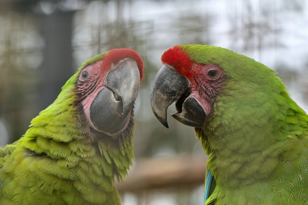 埼玉県こども動物自然公園のインコたち(ヒワコンゴウインコ)