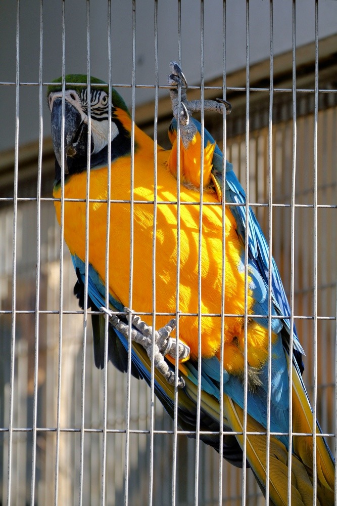 夢見ヶ崎動物公園のインコたち(ルリコンゴウインコ)