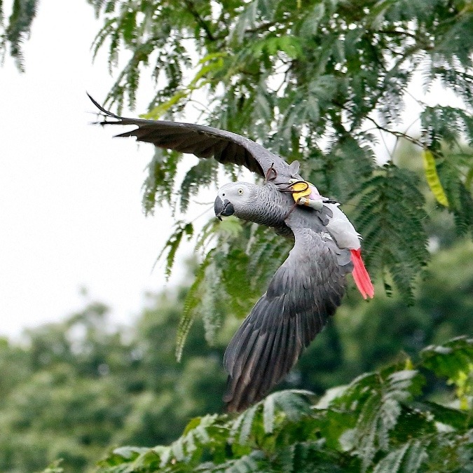 よこはま動物園ズーラシアのインコたち(ヨウム)