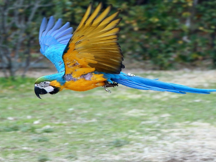 よこはま動物園ズーラシアのインコたち(ルリコンゴウインコ)