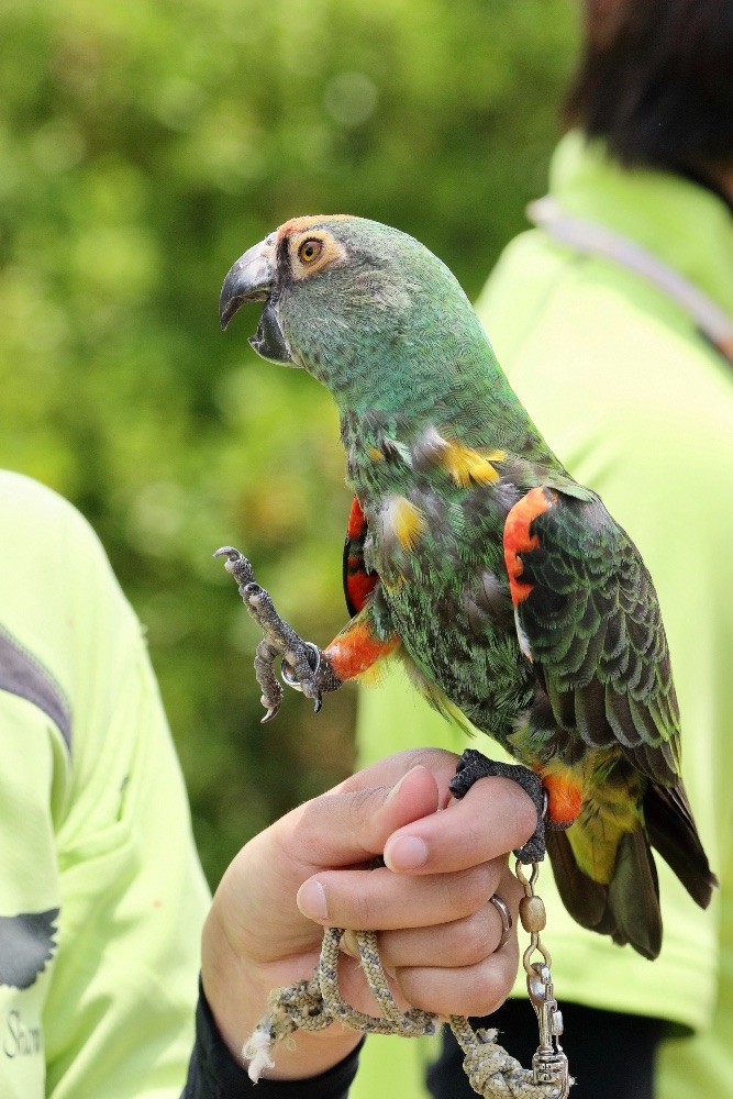 よこはま動物園ズーラシアのインコたち(ズアカハネナガインコ)