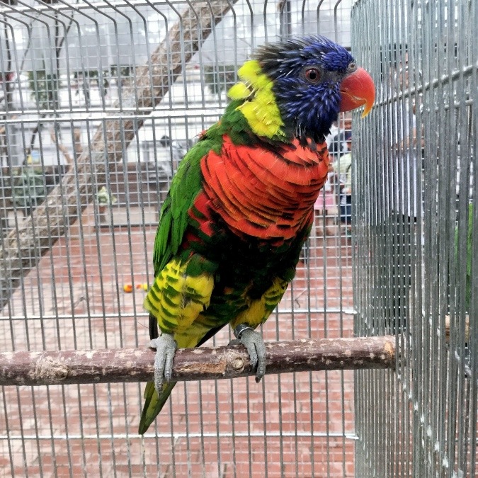 富士花鳥園のインコたち(ゴシキセイガイインコ)