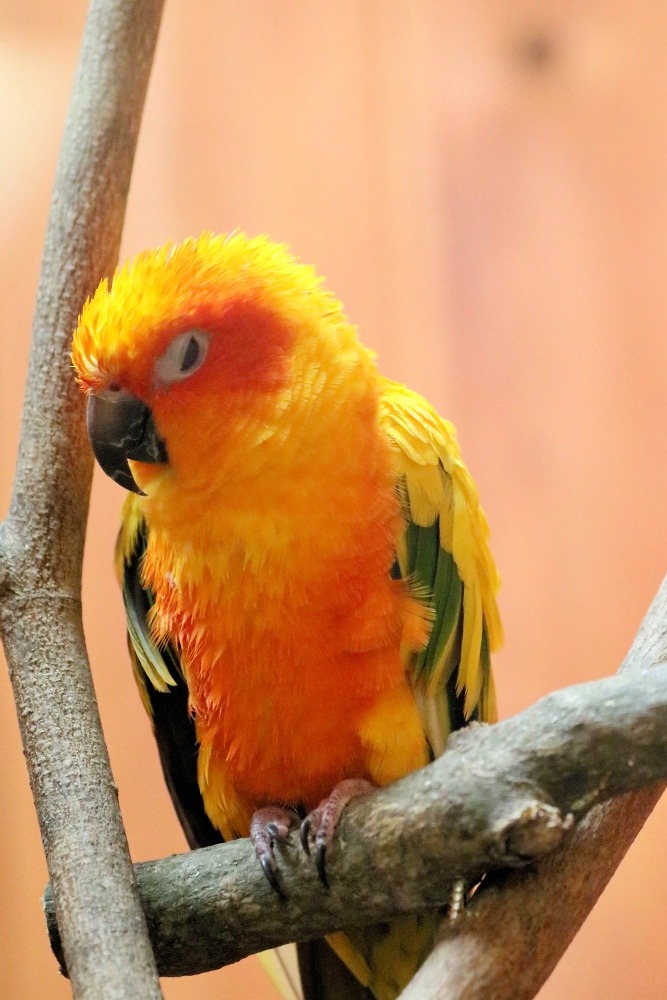 那須どうぶつ王国のインコたち(コガネメキシコインコ)