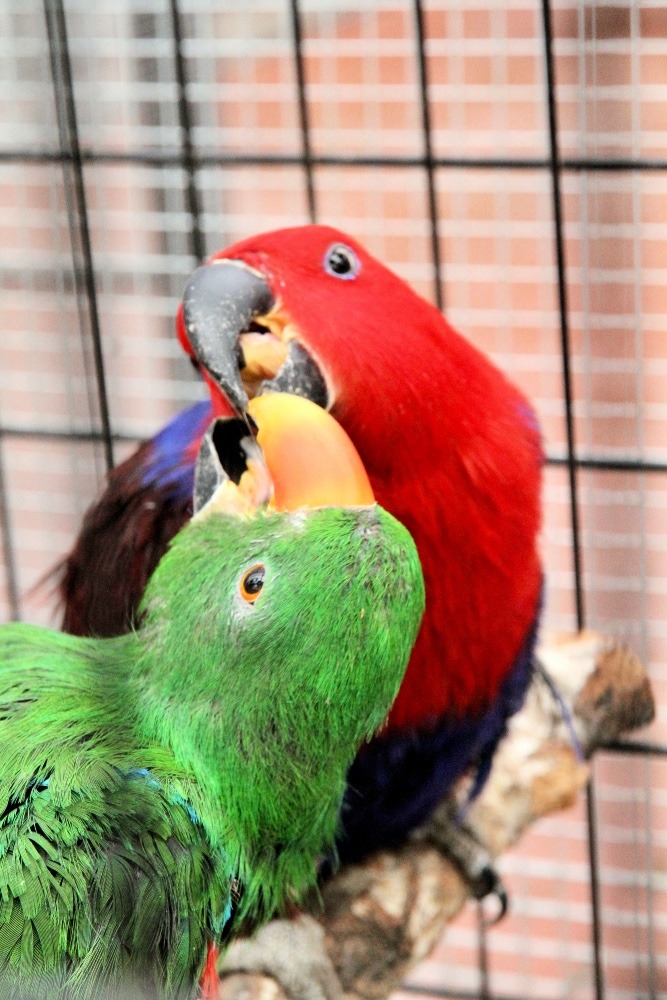 富士花鳥園のインコたち(オオハナインコ)