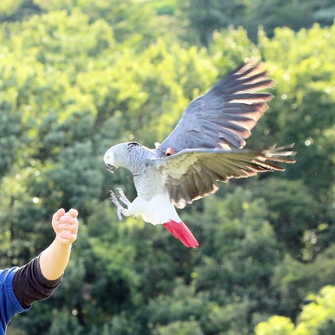 那須どうぶつ王国のインコたち(ヨウム)