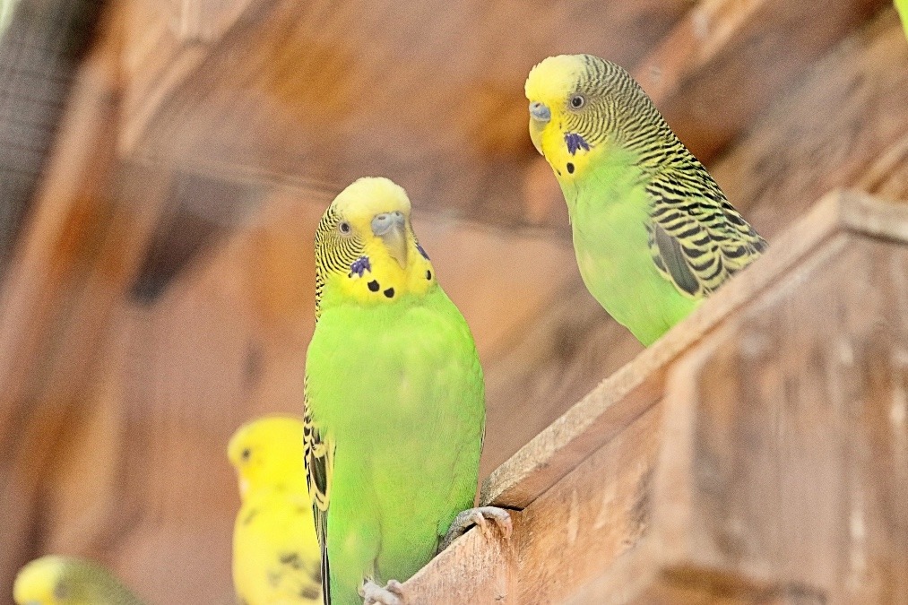 須坂市動物園のインコたち(セキセイインコ)