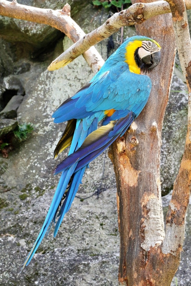 伊豆シャボテン動物公園のインコたち(ルリコンゴウインコ)