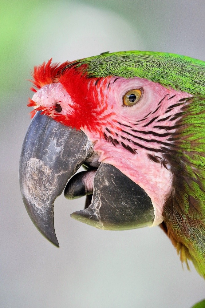 伊豆シャボテン動物公園のインコたち(ミドリコンゴウインコ)