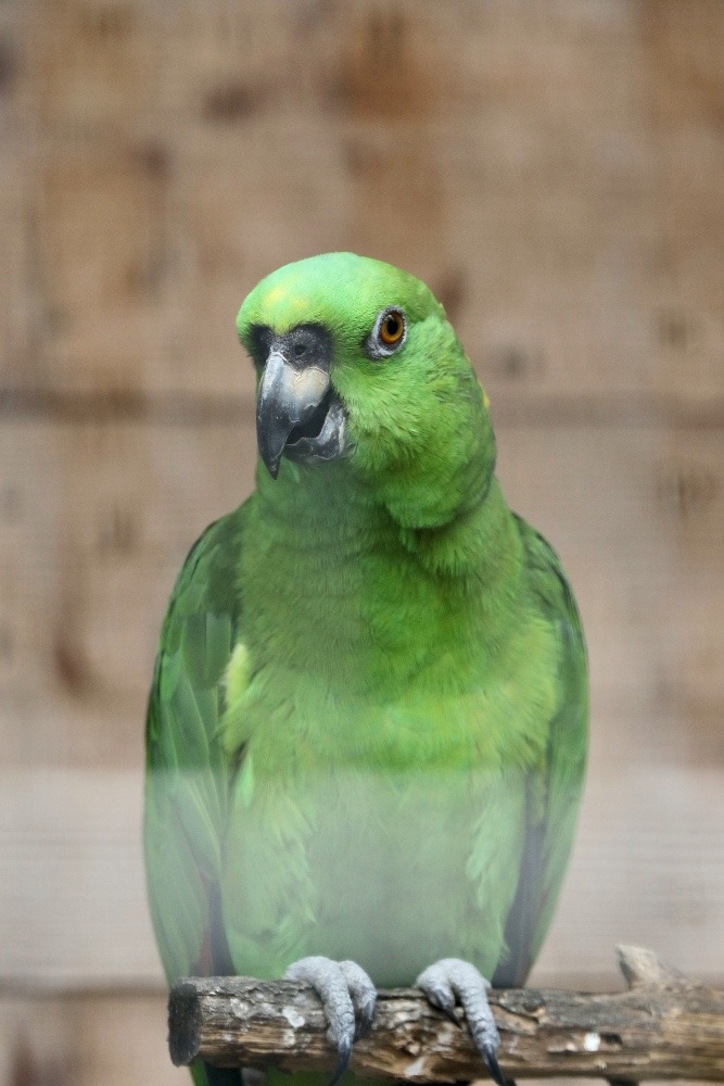 神戸市立王子動物園のインコたち(キエリボウシインコ)