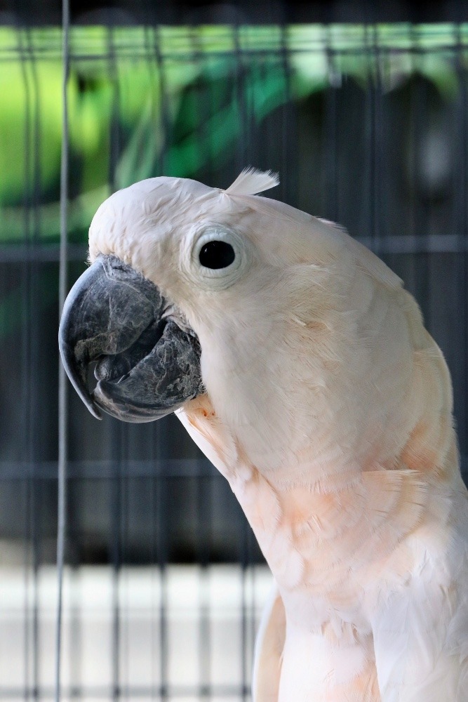 京都市動物園のインコたち(オオバタン)