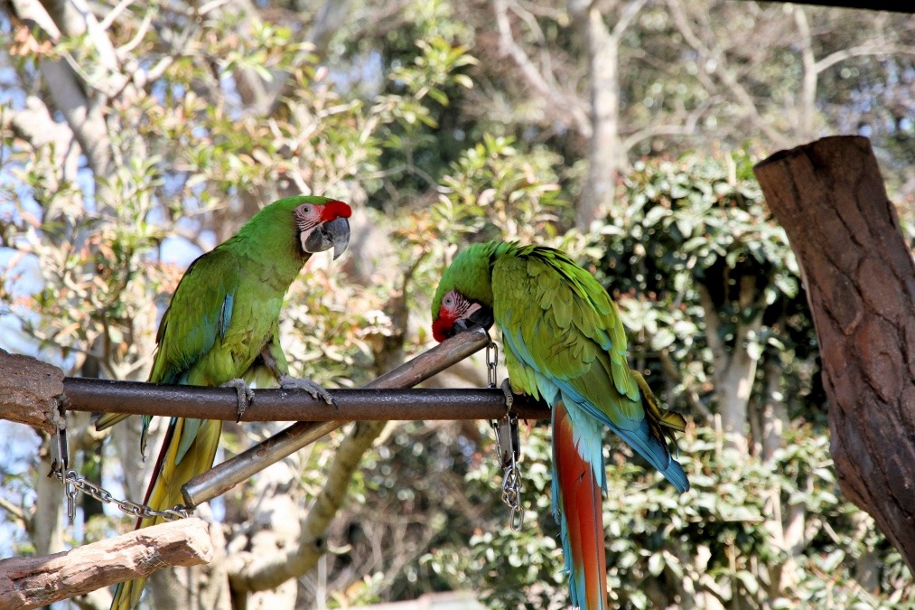 愛媛県立とべ動物園のインコたち(ヒワコンゴウインコ)