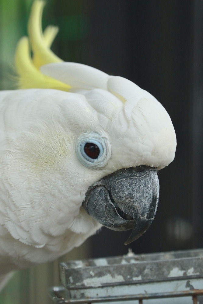 京都市動物園のインコたち(アオメキバタン)