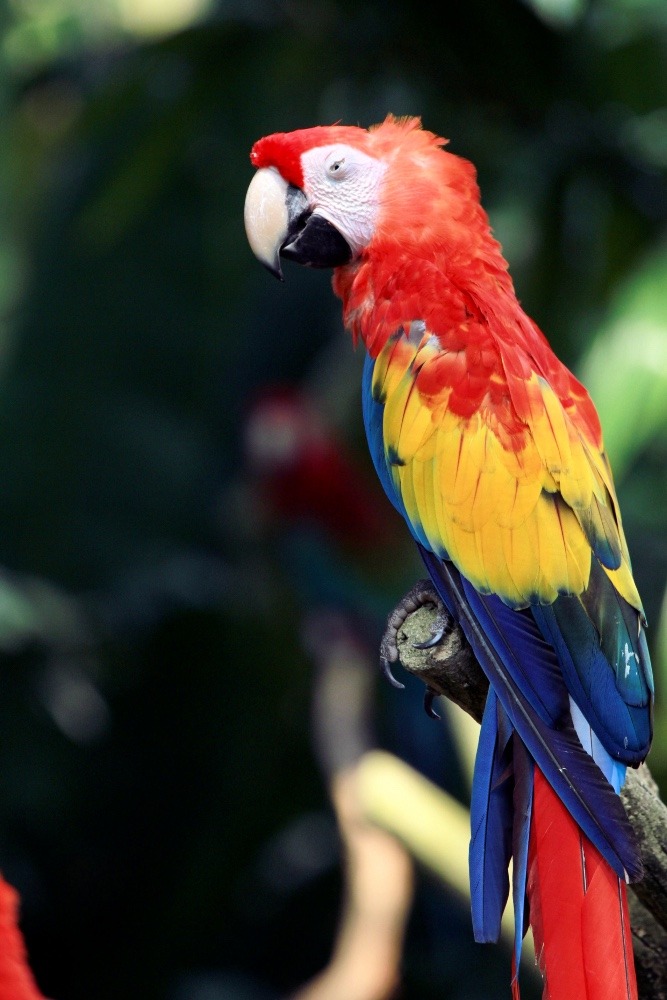 ジュロンバードパークのインコたち(アカコンゴウインコ)