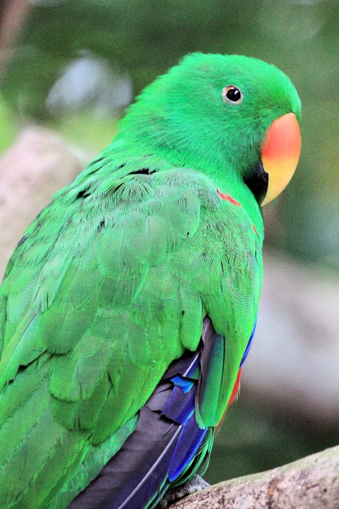 シンガポール動物園のインコたち(オオハナインコ♂)