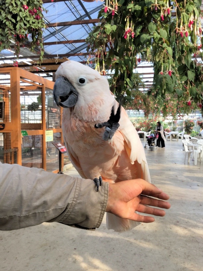 神戸どうぶつ王国のインコたち(オオバタン)