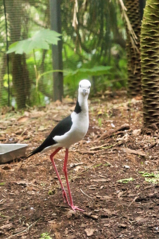 オーストラリア旅行で撮影した鳥たち(メルボルン/メルボルン動物園/オーストラリアセイタカシギ)
