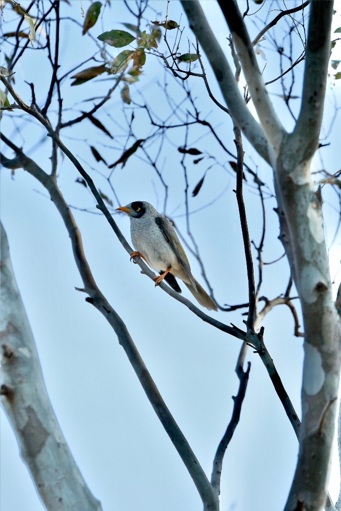 オーストラリア旅行で撮影した鳥たち(メルボルン/ロイヤルパーク/クロガオミツスイ)
