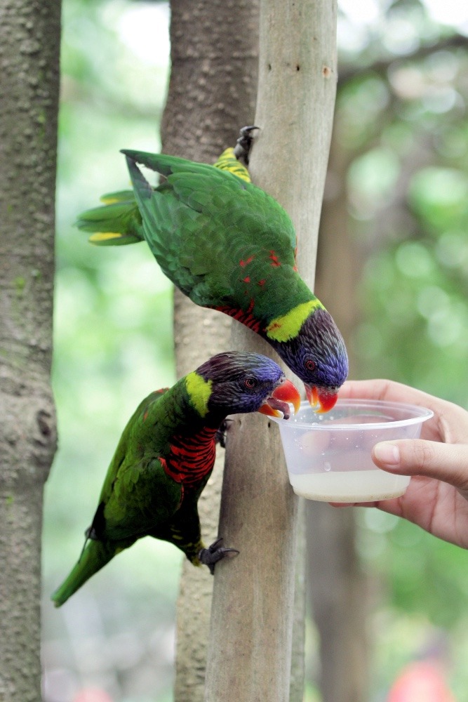 ジュロンバードパークのインコたち(フトフムネアカゴシキ)