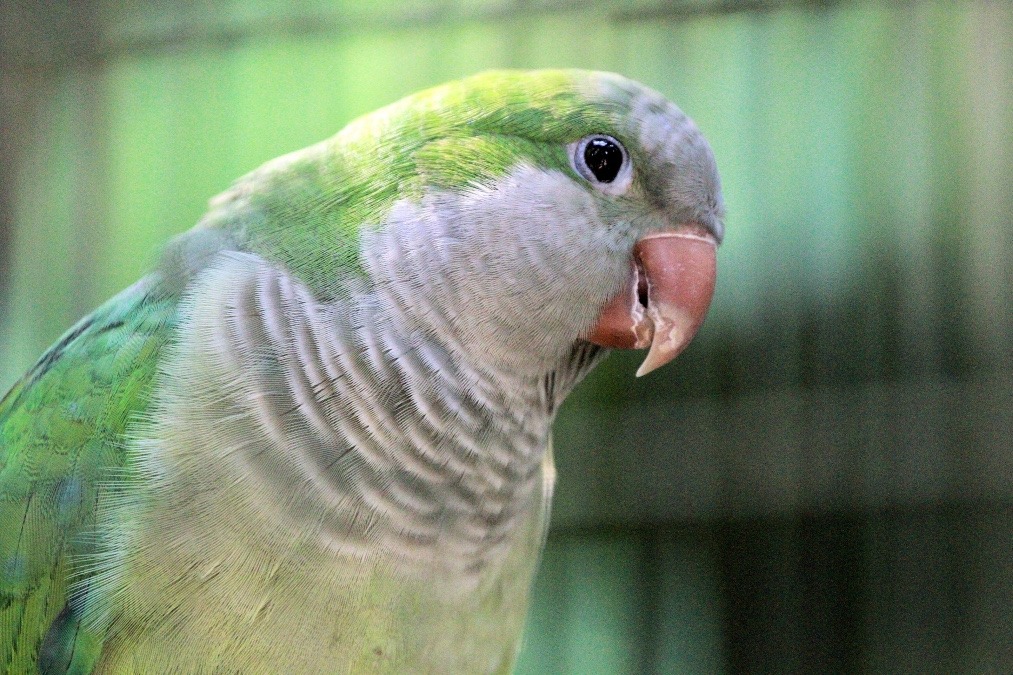 ジュロンバードパークのインコたち(オキナインコ)