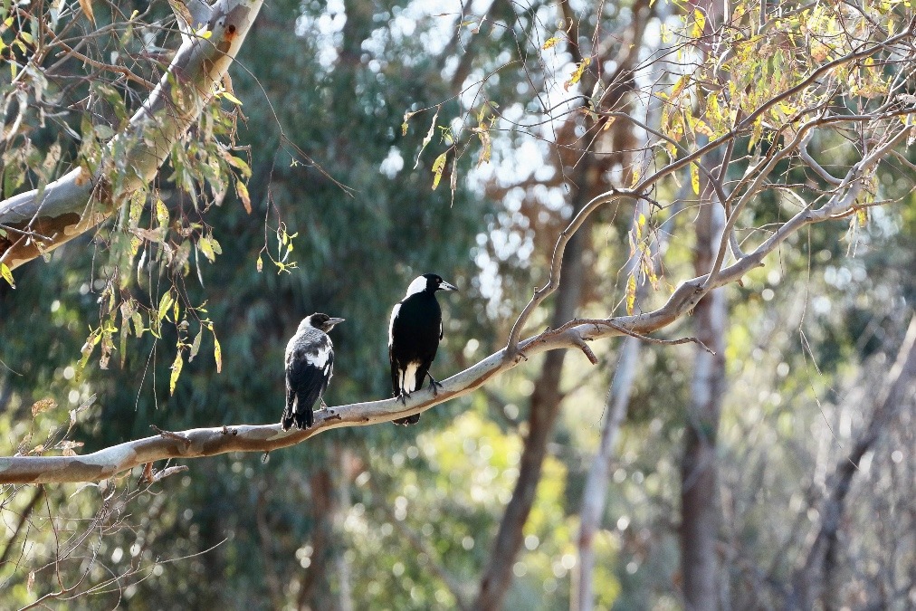 オーストラリア旅行で撮影した鳥たち(メルボルン/ロイヤルパーク/カササギフエガラス)