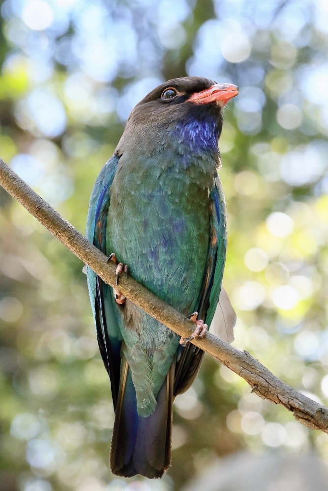 オーストラリア旅行で撮影した鳥たち(シドニー/タロンガ動物園/ブッポウソウ)