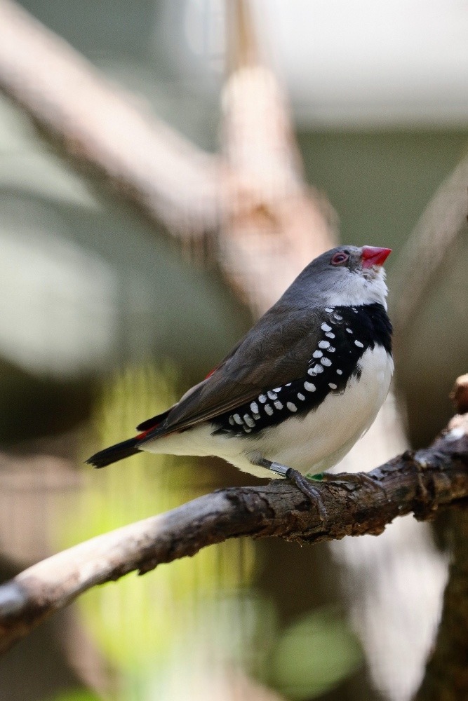 オーストラリア旅行で撮影した鳥たち(シドニー/タロンガ動物園/オオキンカチョウ)