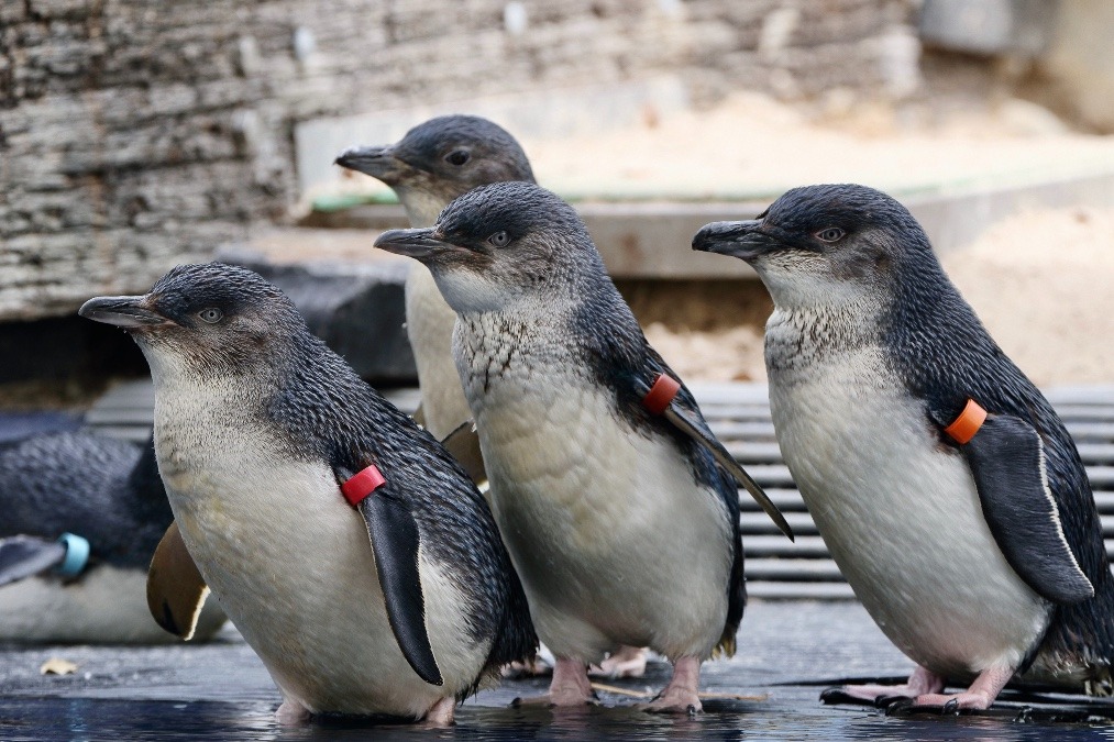 オーストラリア旅行で撮影した鳥たち(メルボルン/メルボルン動物園/フェアリーペンギン)