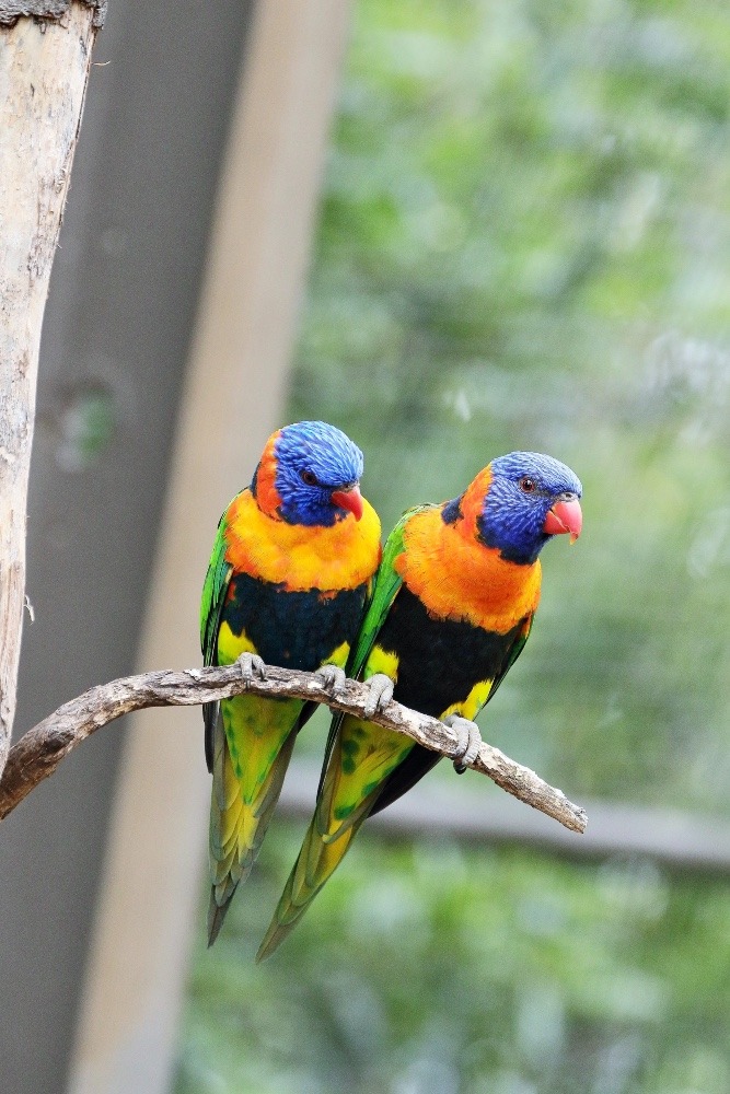 オーストラリア旅行で撮影した鳥たち(メルボルン/メルボルン動物園/アカエリゴシキセイガイインコ)