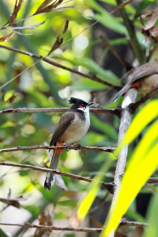 オーストラリア旅行で撮影した鳥たち(シドニー/タロンガ動物園/コウラウン)