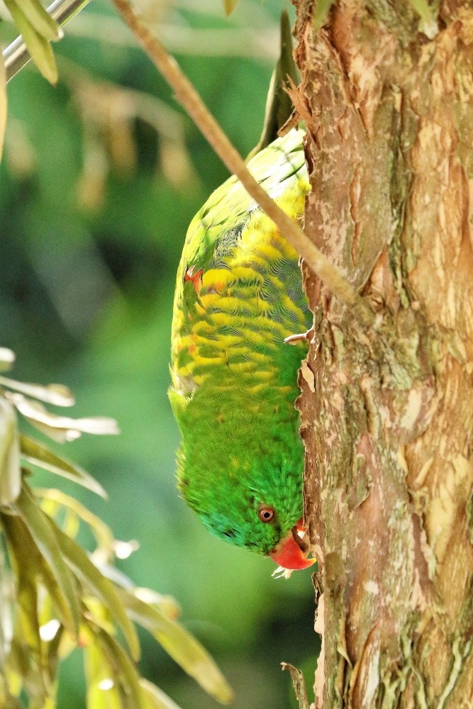 オーストラリア旅行で撮影した鳥たち(シドニー/タロンガ動物園/コセイガイインコ)