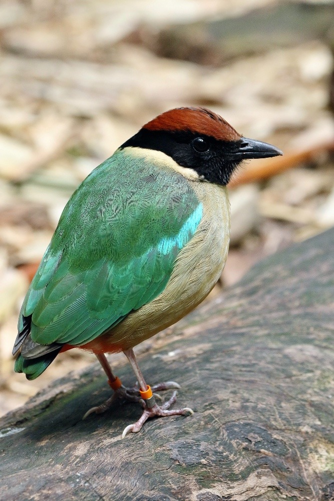 オーストラリア旅行で撮影した鳥たち(シドニー/タロンガ動物園/ノドグロヤイロチョウ)