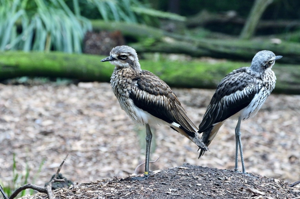 オーストラリア旅行で撮影した鳥たち(メルボルン/メルボルン動物園/オーストラリアイシチドリ)