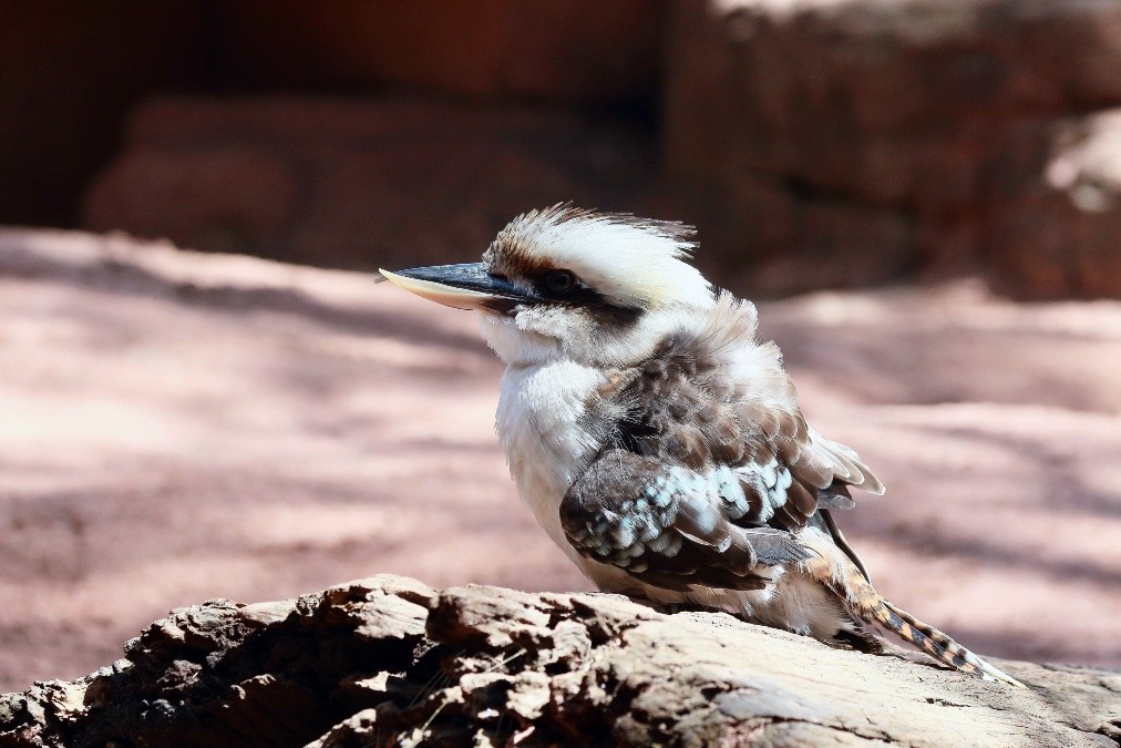 オーストラリア旅行で撮影した鳥たち(シドニー/ワイルドライフシドニー動物園/ワライカワセミ)