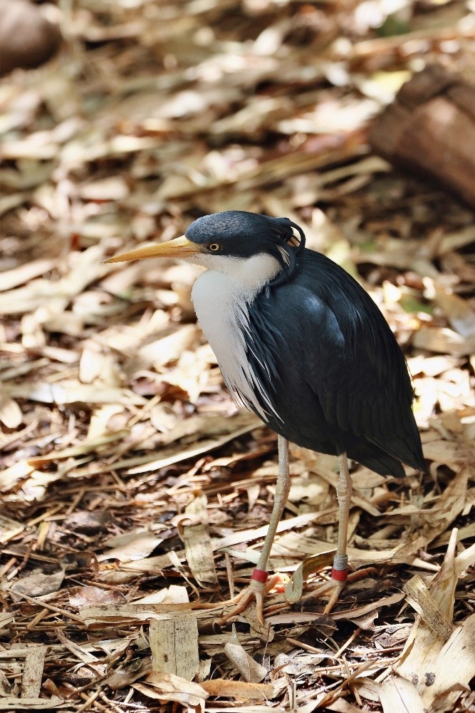 オーストラリア旅行で撮影した鳥たち(シドニー/タロンガ動物園/ムナジロクロサギ)