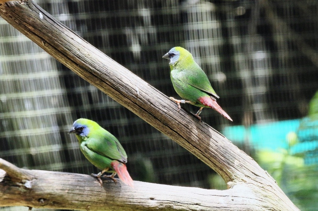 オーストラリア旅行で撮影した鳥たち(シドニー/タロンガ動物園/ナンヨウセイコウチョウ)