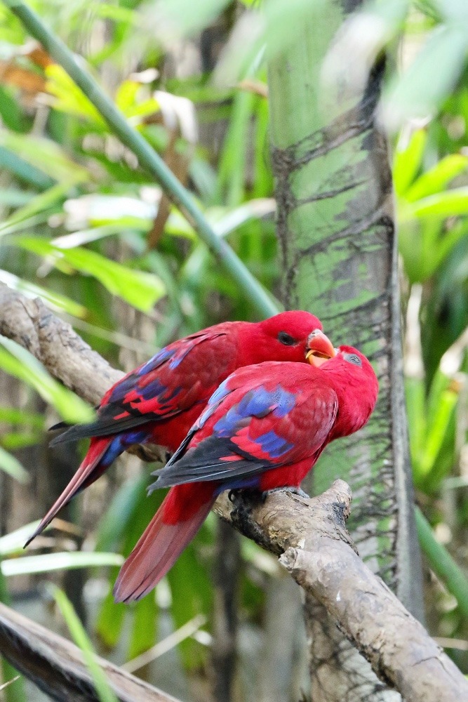 オーストラリア旅行で撮影した鳥たち(シドニー/タロンガ動物園/ヒインコ)