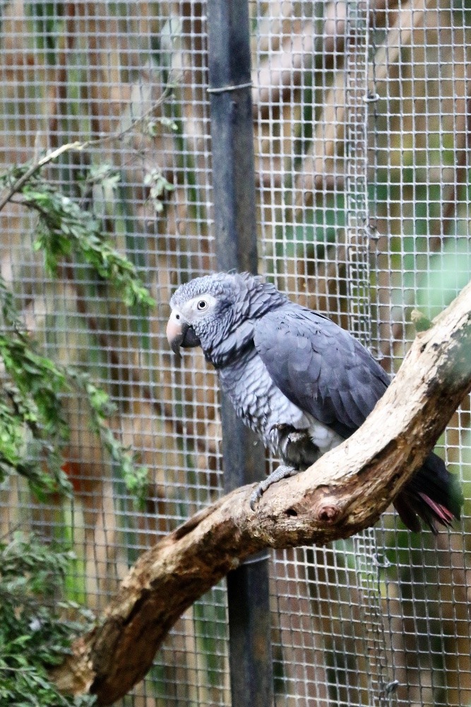 オーストラリア旅行で撮影した鳥たち(メルボルン/メルボルン動物園/ヨウム)