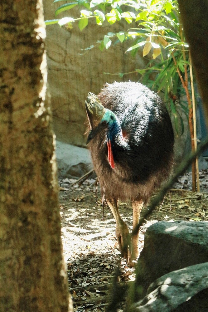 オーストラリア旅行で撮影した鳥たち(シドニー/ワイルドライフシドニー動物園/ヒクイドリ)