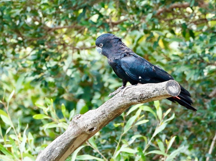 オーストラリア旅行で撮影した鳥たち(シドニー/タロンガ動物園/フリーフライトバードショー/アカオクロオウム)