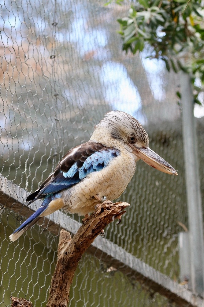 オーストラリア旅行で撮影した鳥たち(シドニー/フェザーデールワイルドライフパーク/アオバネワライカワセミ)