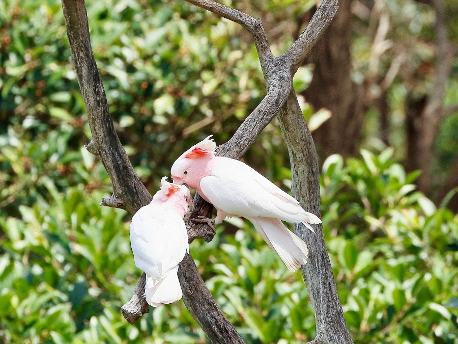 オーストラリア旅行で撮影した鳥たち(シドニー/タロンガ動物園/フリーフライトバードショー/クルマサカオウム)