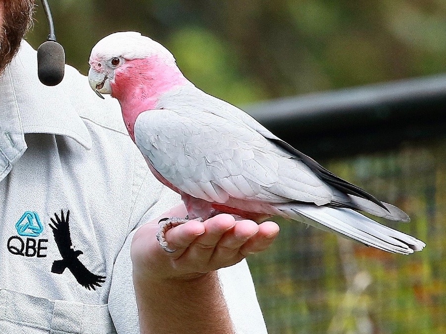 オーストラリア旅行で撮影した鳥たち(シドニー/タロンガ動物園/フリーフライトバードショー/モモイロインコ)