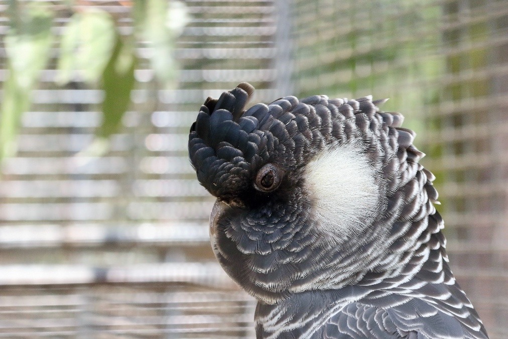 オーストラリア旅行で撮影した鳥たち(シドニー/フェザーデールワイルドライフパーク/ニシオジロクロオウム？)