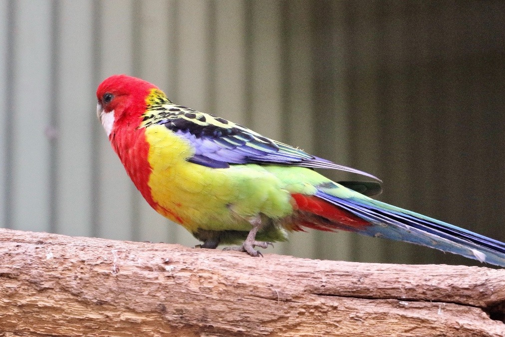 オーストラリア旅行で撮影した鳥たち(シドニー/フェザーデールワイルドライフパーク/ナナクサインコ)