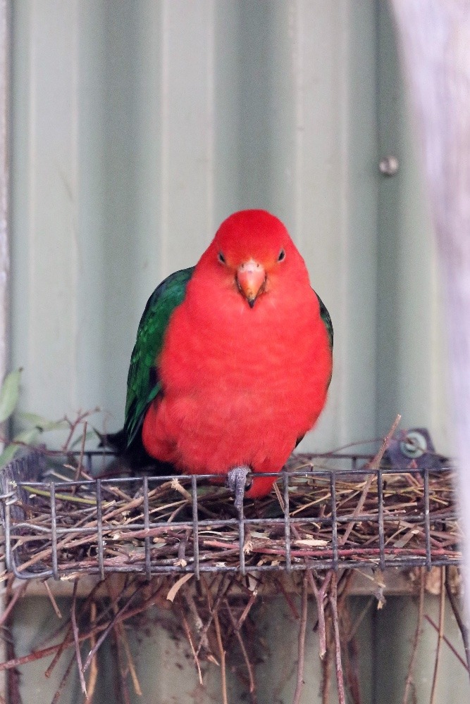 オーストラリア旅行で撮影した鳥たち(シドニー/フェザーデールワイルドライフパーク/キンショウジョウインコ)