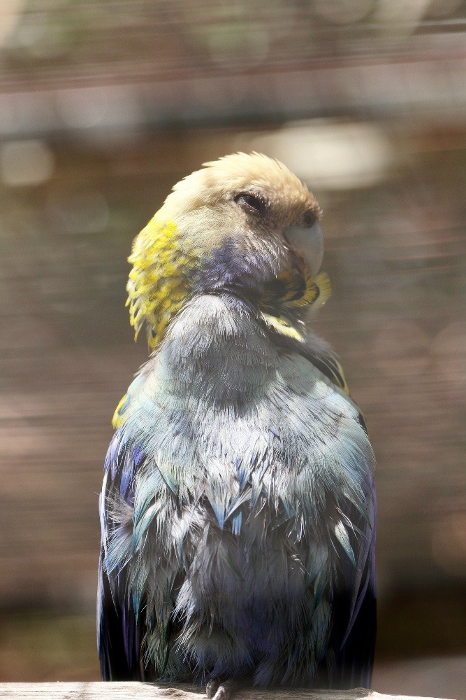 オーストラリア旅行で撮影した鳥たち(シドニー/フェザーデールワイルドライフパーク/ホオアオサメクサインコ？)