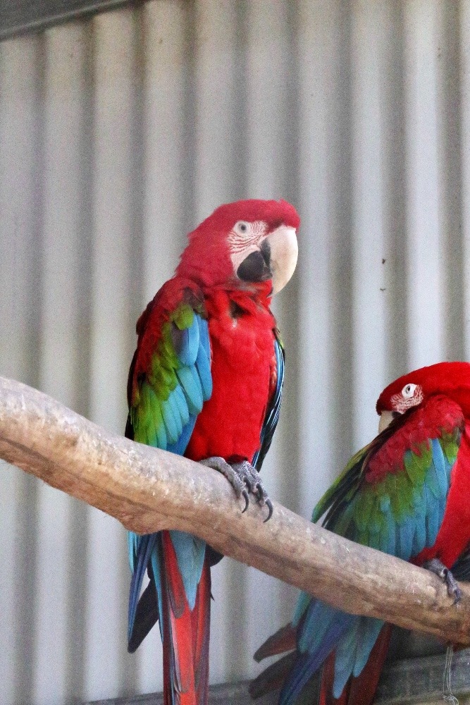 オーストラリア旅行で撮影した鳥たち(シドニー/フェザーデールワイルドライフパーク/ベニコンゴウインコ)